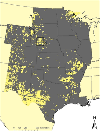 Illustration for article titled Cougars Will Repopulate American Midwest In Next 25 Years